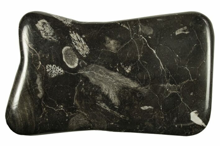 Polished Devonian Fossil Coral and Bryozoan Plate - Morocco #290343